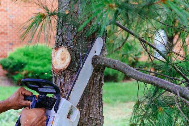 Best Tree Removal Services  in USA